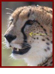 The Fukkerita Mountains - Signup Cheetah-tearmark2